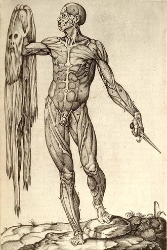 Anatomía Anatomía