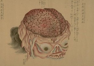 Lámina de Anatomia Japonesa