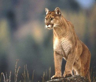 Puma hembra Puma hembra