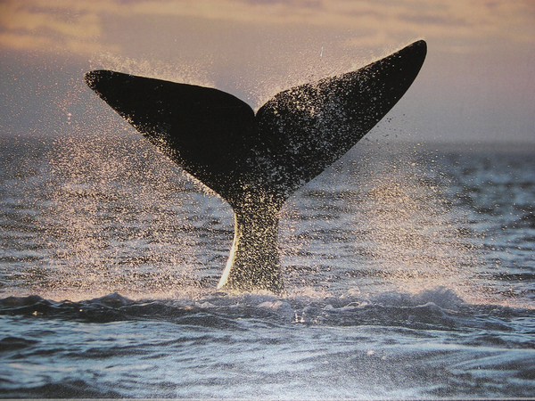 Hermann Melville & Moby Dick & Richard Tarnas Hermann Melville & Moby Dick & Richard Tarnas