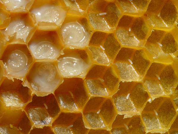 Abeja Abeja