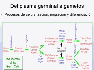 El Plasma Germinal El Plasma Germinal