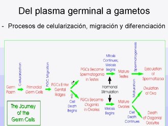 El Plasma Germinal