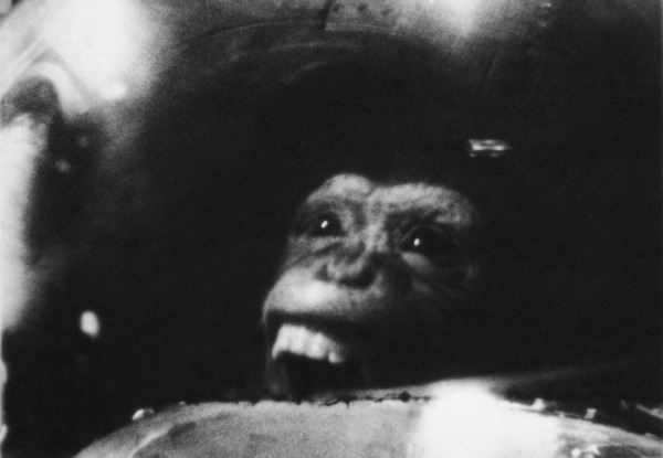 El vuelo espacial del mono El vuelo espacial del mono