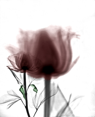 Dos Rosas de Arie van't Rie Dos Rosas de Arie van't Rie