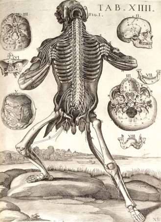 Tabulae anatomicae (Tabula XIII). Pietro Berrettini Colonna. 1618