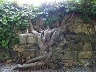 Raíces. Foto de Silvia de Diego Raíces. Foto de Silvia de Diego