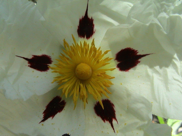 Flor de jara de Fernando Loygorri