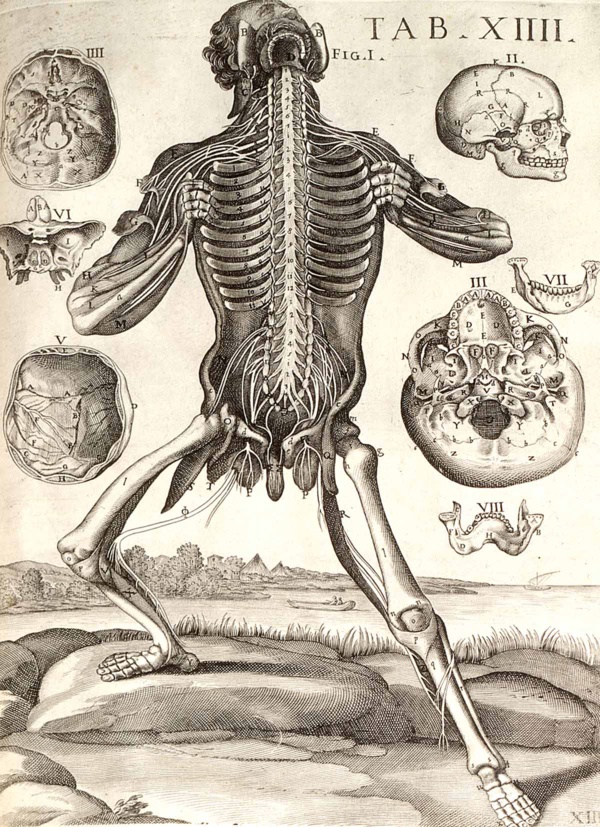 Tabula Anatomica XIII de Petro Berrettino Cortonensi