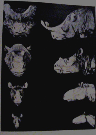 Serie de Titanotéridos. Tratamiento fotográfico de Olmo Z. (2014) a partir de fotografía del American Museum of National History
