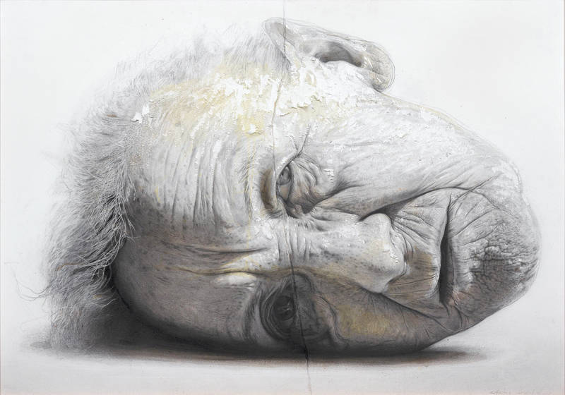 Retrato de insomnio de Golucho. 2007