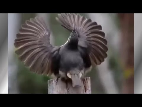 Estética: el canario da mata saluda al sol