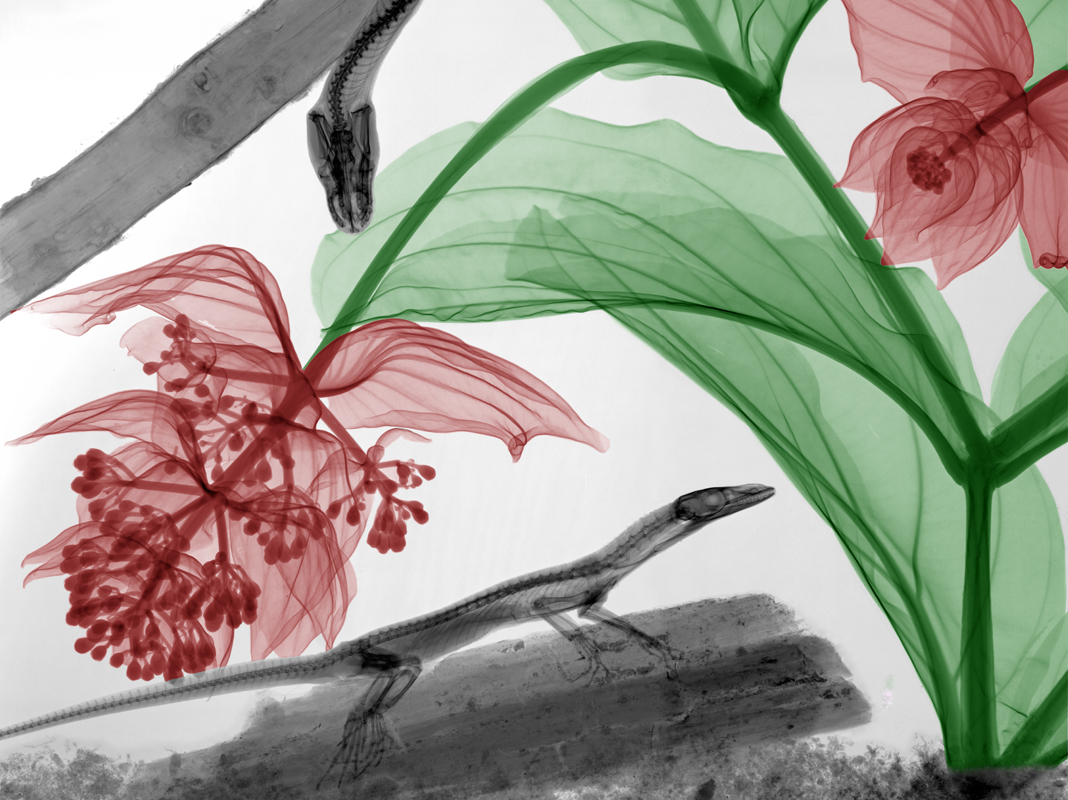 Fotografía radiográfica de Arie van't Rie Fotografía radiográfica de Arie van't Rie