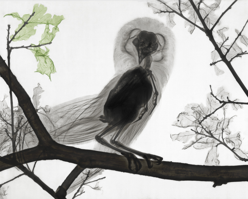 Arie van't Riet Lechuza Arie van't Riet Lechuza