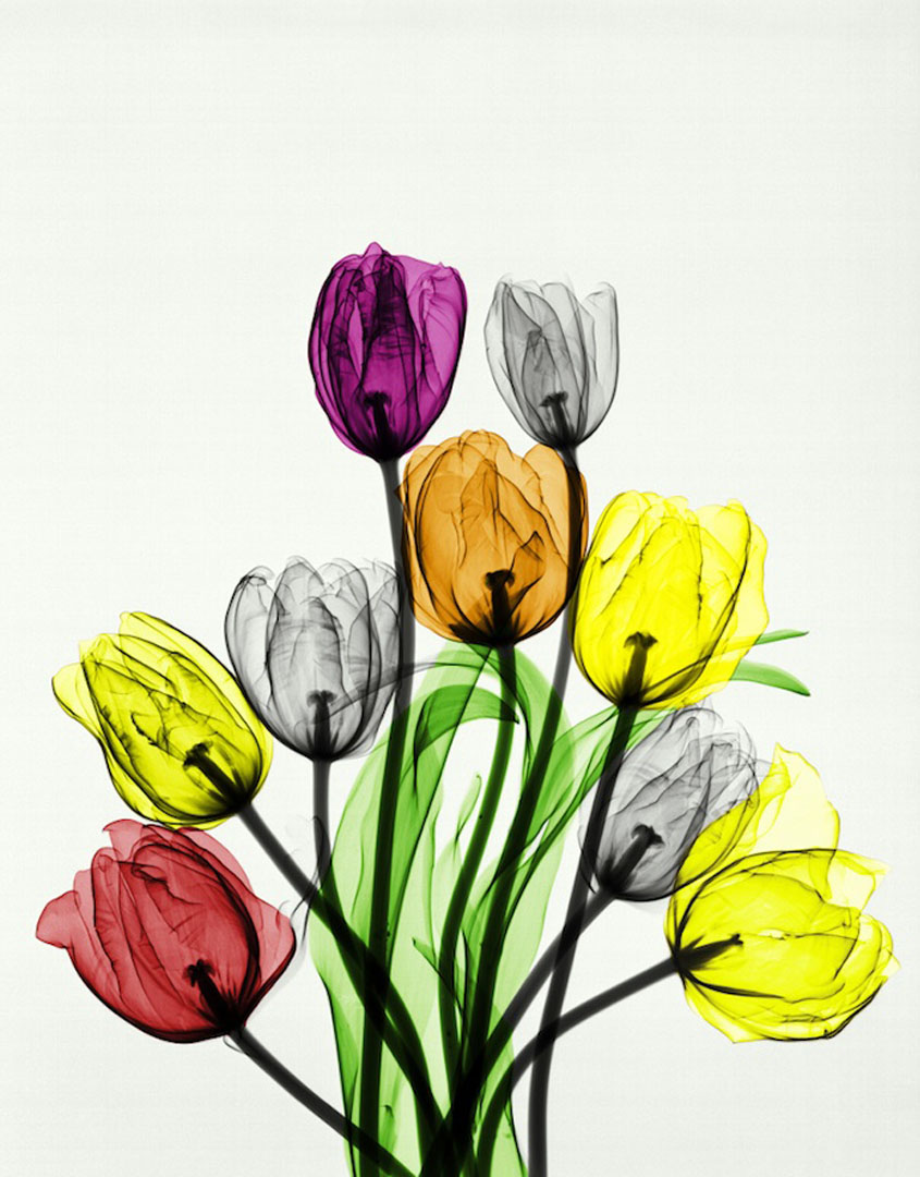 Tulipanes para ti querida niña de Arie van't Riet