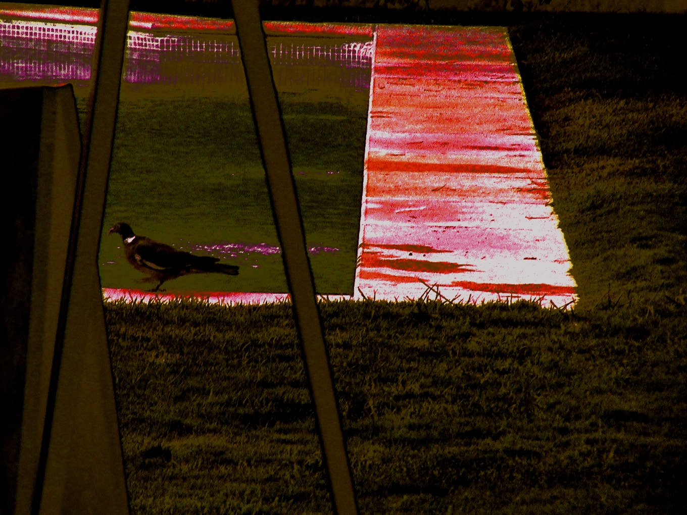 El ave del paraíso. Foto de Olmo Z. (2014) El ave del paraíso. Foto de Olmo Z. (2014)