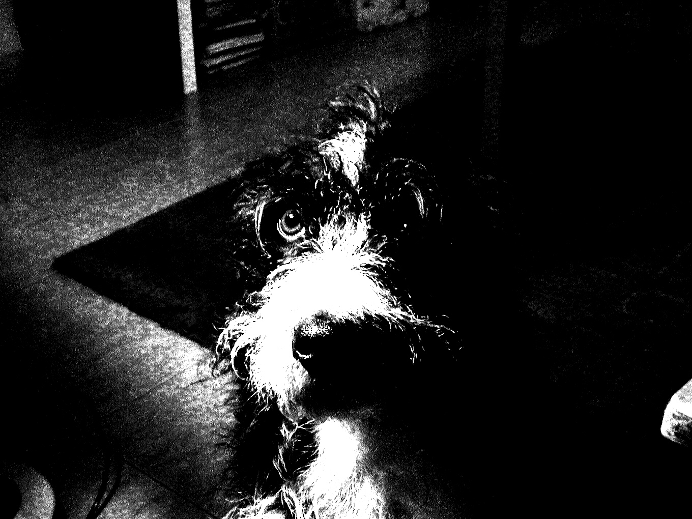 Sígueme. Fotografía de Olmo Z. a su perro Volga. Noviembre 2014