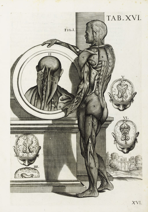 Pietro Berretini da Crotona Tabulae Anatomicae XVI