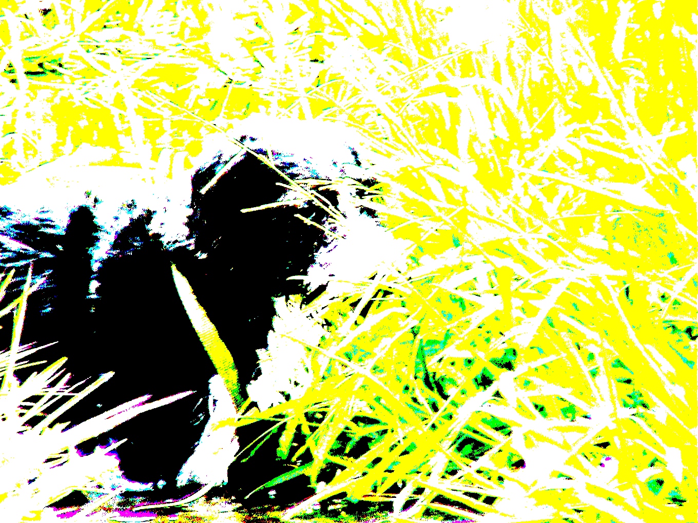 Negro y amarillo no es morir. Fotografía de Olmo Z. abril 2015 Negro y amarillo no es morir. Fotografía de Olmo Z. abril 2015