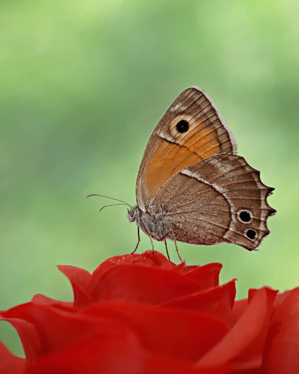 Fotografía de Zhare Janati. Fotografía de Zhare Janati.