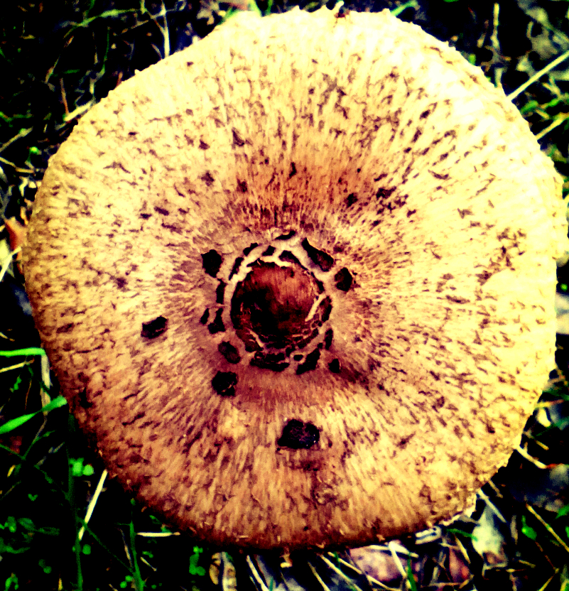 Deseo de ti. Fotografía de Olmo Z. 2015 Deseo de ti. Fotografía de Olmo Z. 2015