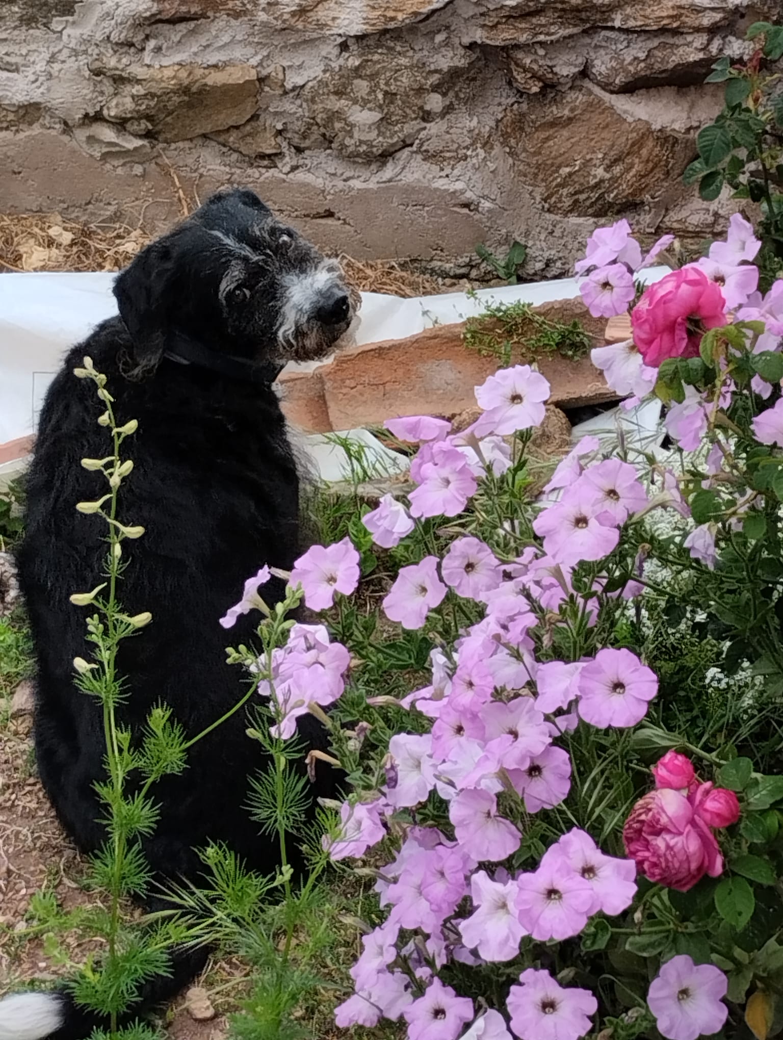 Nilo en el jardín junto a las rosas silvestres